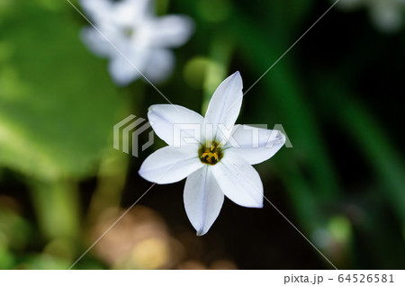 ハナニラ ハナニラ 64526581