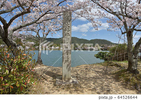 春の大沢池 64526644