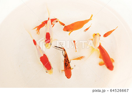 いろんな種類の可愛い金魚の写真素材