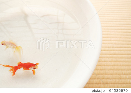 赤と白の小さな可愛い金魚の写真素材