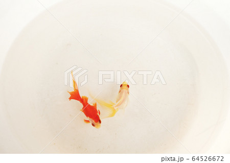 泳ぎ回る小さな可愛い金魚の写真素材