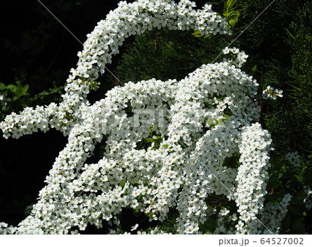 ユキヤナギ 64527002