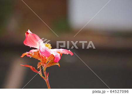 薄紅色のハナミズキの花一輪 64527096