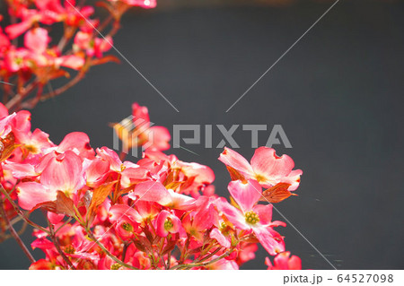 庭に咲く薄紅色のハナミズキの花とグレーの背景 庭に咲く薄紅色のハナミズキの花とグレーの背景 64527098