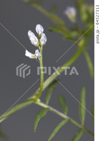 スズメノエンドウ 64527313