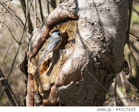 Black-capped chickadee bird perched on a whole in 64527420