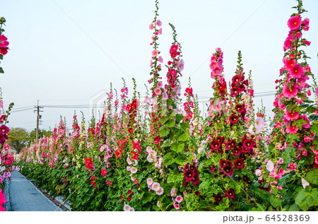 彰化 台湾 きれい 64528369