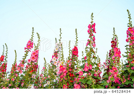 彰化 台湾 きれい 64528434