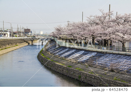 愛知県 北名古屋市 合瀬川の桜 愛知県 北名古屋市 合瀬川の桜 64528470