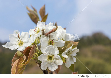 梨の花 梨の花 64528570