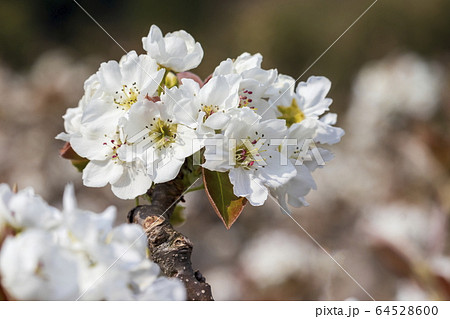 梨の花 梨の花 64528600
