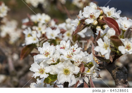 梨の花 梨の花 64528601
