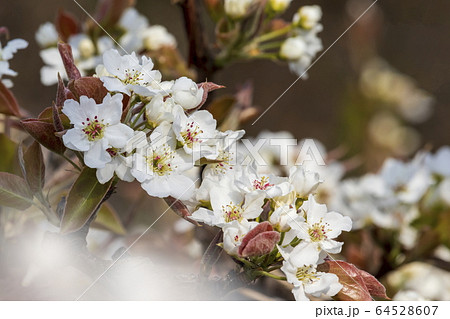 梨の花 64528607