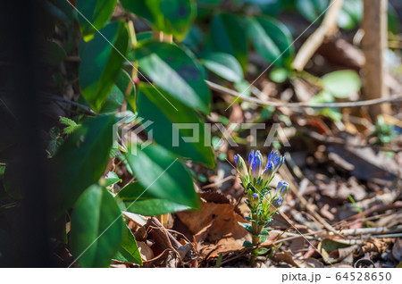 フデリンドウ 64528650