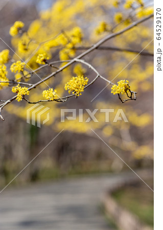 早春に咲く可愛い黄色い小花の写真素材