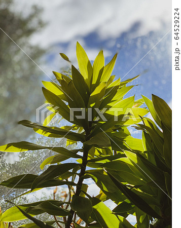 Green leaf plant growing indoor greenhouse Green leaf plant growing indoor greenhouse 64529224