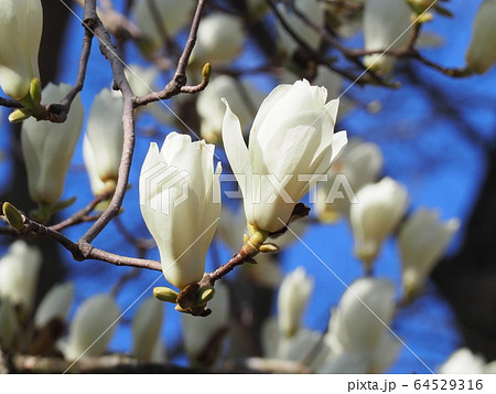 ハクモクレン 64529316