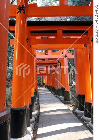 赤い鳥居 赤い鳥居 64529401
