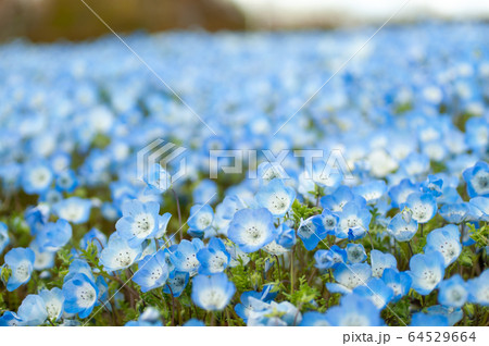 青い春 ネモフィラ 青い春 ネモフィラ 64529664