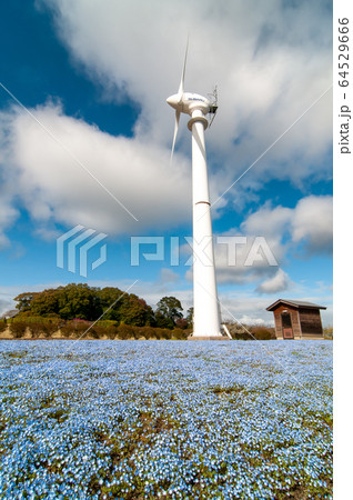 青い春 ネモフィラ 青い春 ネモフィラ 64529666