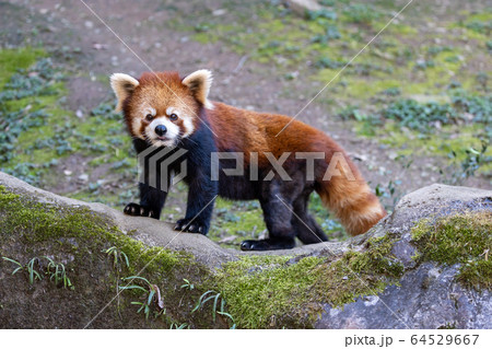 レッサーパンダ 多摩動物公園 レッサーパンダ 多摩動物公園 64529667