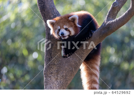 レッサーパンダ 多摩動物公園 レッサーパンダ 多摩動物公園 64529692