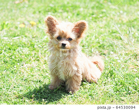 カメラ目線のチワプー 64530094