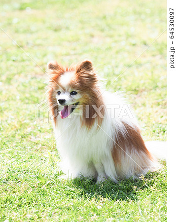 笑うパピヨン 64530097