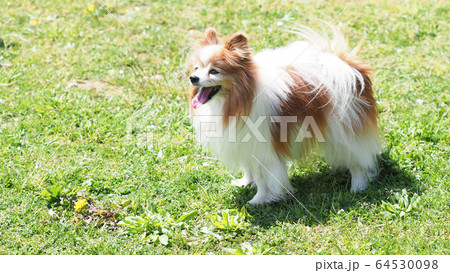 笑うパピヨン 64530098