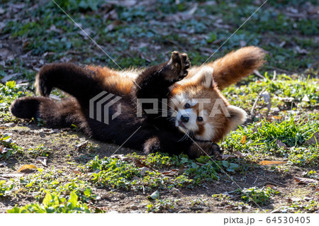 レッサーパンダ 多摩動物公園 64530405