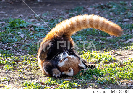 レッサーパンダ 多摩動物公園 64530406