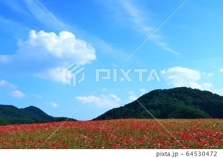 ポピー畑 64530472