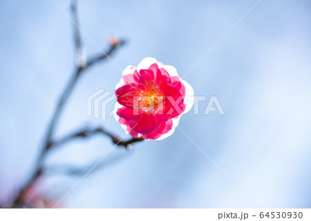 咲き始めた紅梅一輪　青空を背景に 64530930
