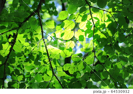 緑萌える 64530932