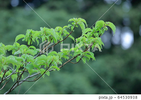 緑萌える 64530938