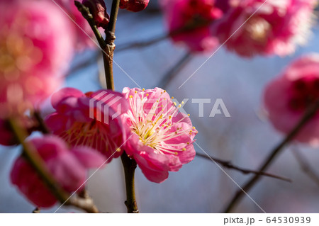 咲き始めた紅梅　青空を背景に 64530939