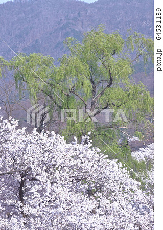 緑萌える 64531139