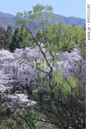 緑萌える 64531140