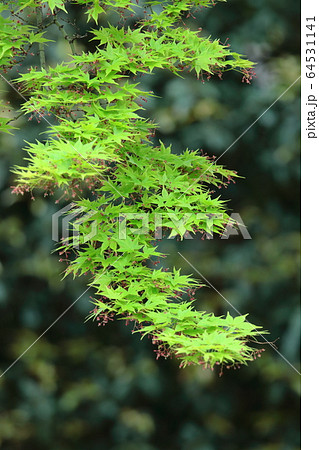 緑萌える 64531141
