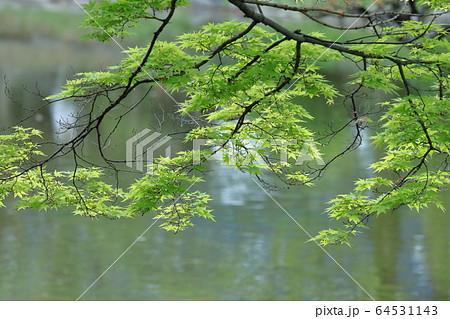 緑萌える 64531143