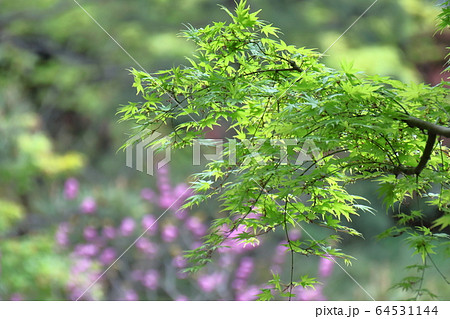 緑萌える 64531144