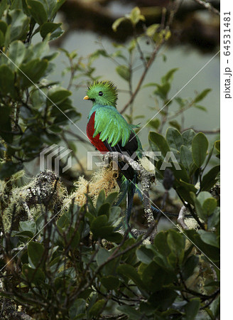 ケツァール 64531481