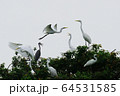 池 渡り鳥 羽 64531585