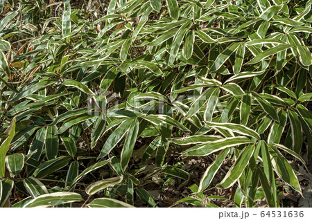クマザサ 64531636