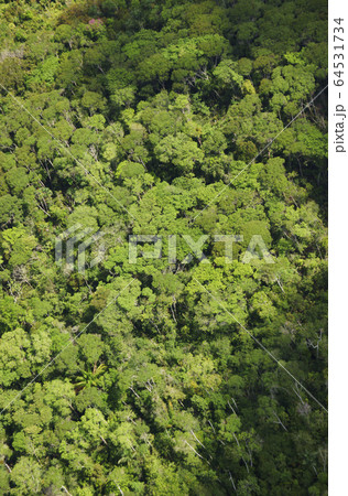 アマゾン川の風景 64531734