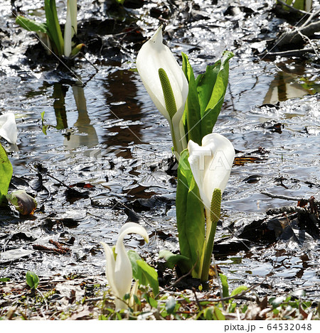 植物風景写真 秋田刺巻湿原の水芭蕉 早春の水芭蕉 寒さの中で咲く水芭蕉 植物風景写真 秋田刺巻湿原の水芭蕉 早春の水芭蕉 寒さの中で咲く水芭蕉 64532048