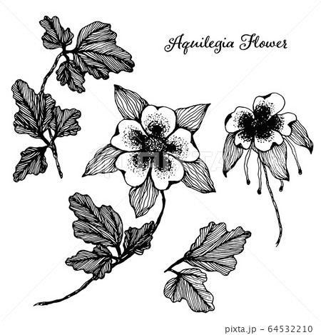 Set Of Vector Hand Drawn Sketch Aquilegia Flowersのイラスト素材