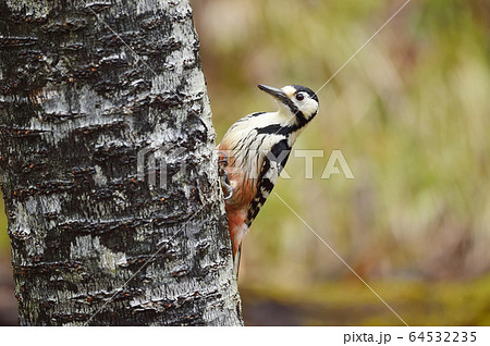 オオアカゲラ(北海道) オオアカゲラ(北海道) 64532235