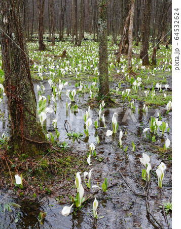 自然植物写真 秋田刺巻湿原の水芭蕉 雪のように白い水芭蕉 自然植物写真 秋田刺巻湿原の水芭蕉 雪のように白い水芭蕉 64532624
