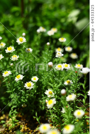 ハナカンザシ 64533325